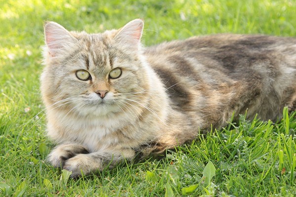 Kiri, Mai 2012