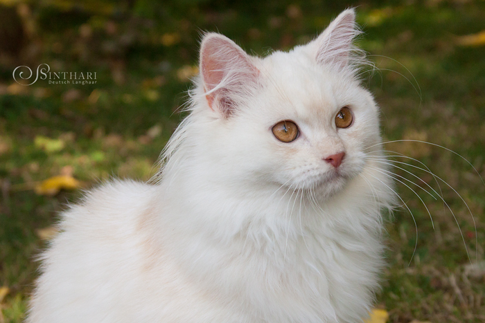 Deutsch Langhaarkater Jakiro von Sinthari