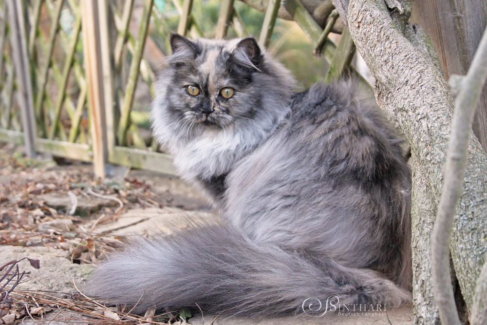 Deutsch Langhaarkatze Skadi von Sinthari