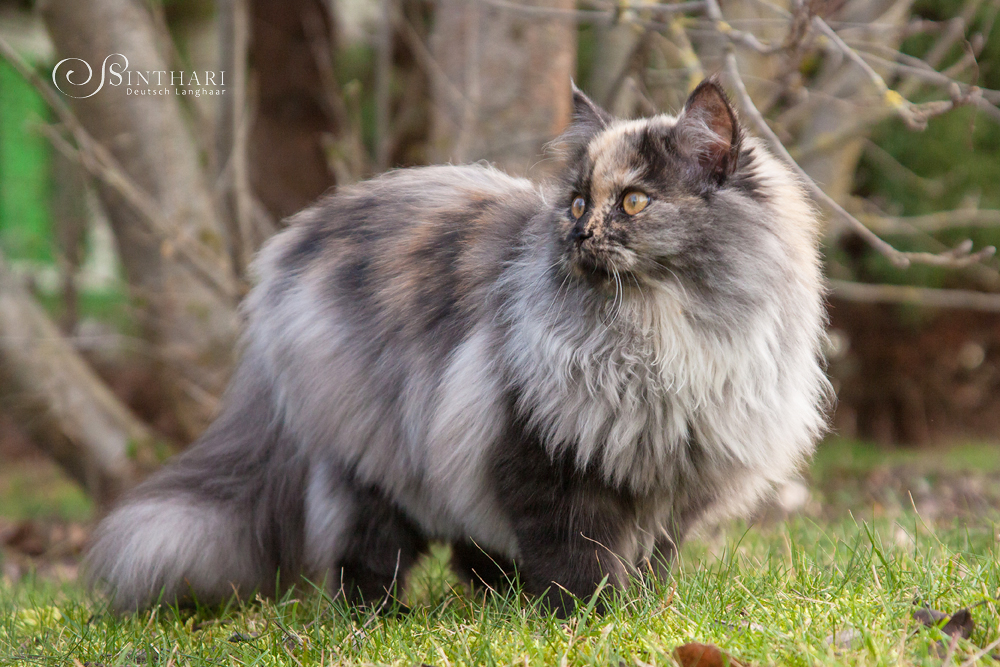 Deutsch Langhaarkatze Skadi Sinthari