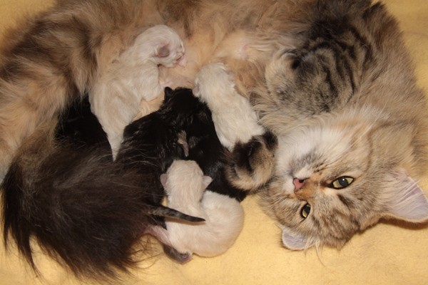 Kiri mit ihren 2 Tage alten Kitten
