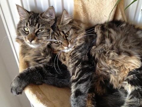 Mogon & Noreia