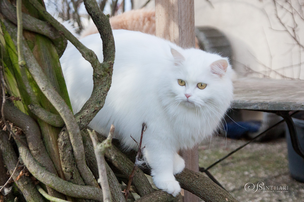 Deutsch Langhaarkatze Vanilje