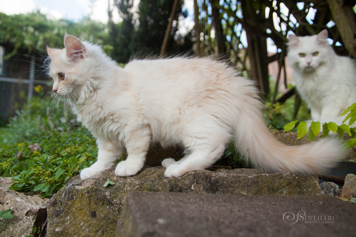 Deutsch Langhaarkatze Neera von Sinthari