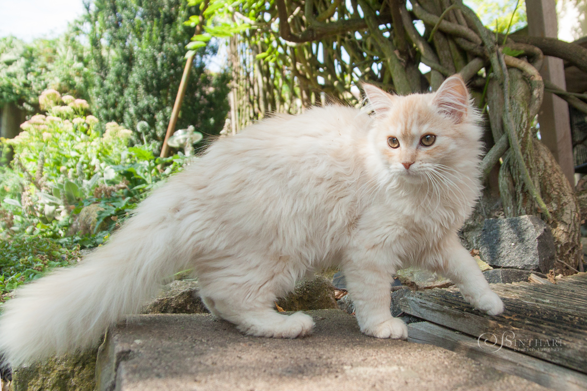 Deutsch Langhaarkatze Neera von Sinthari