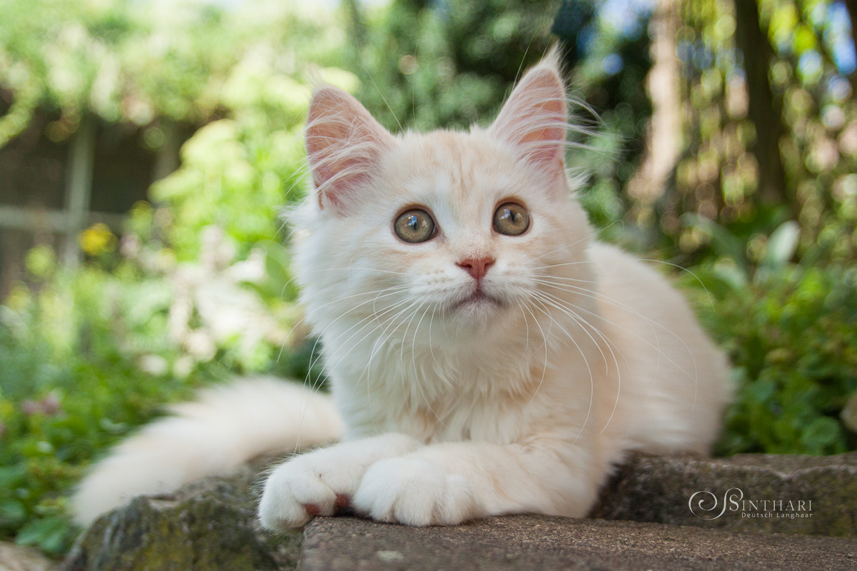 Deutsch Langhaar-Kitten Skie