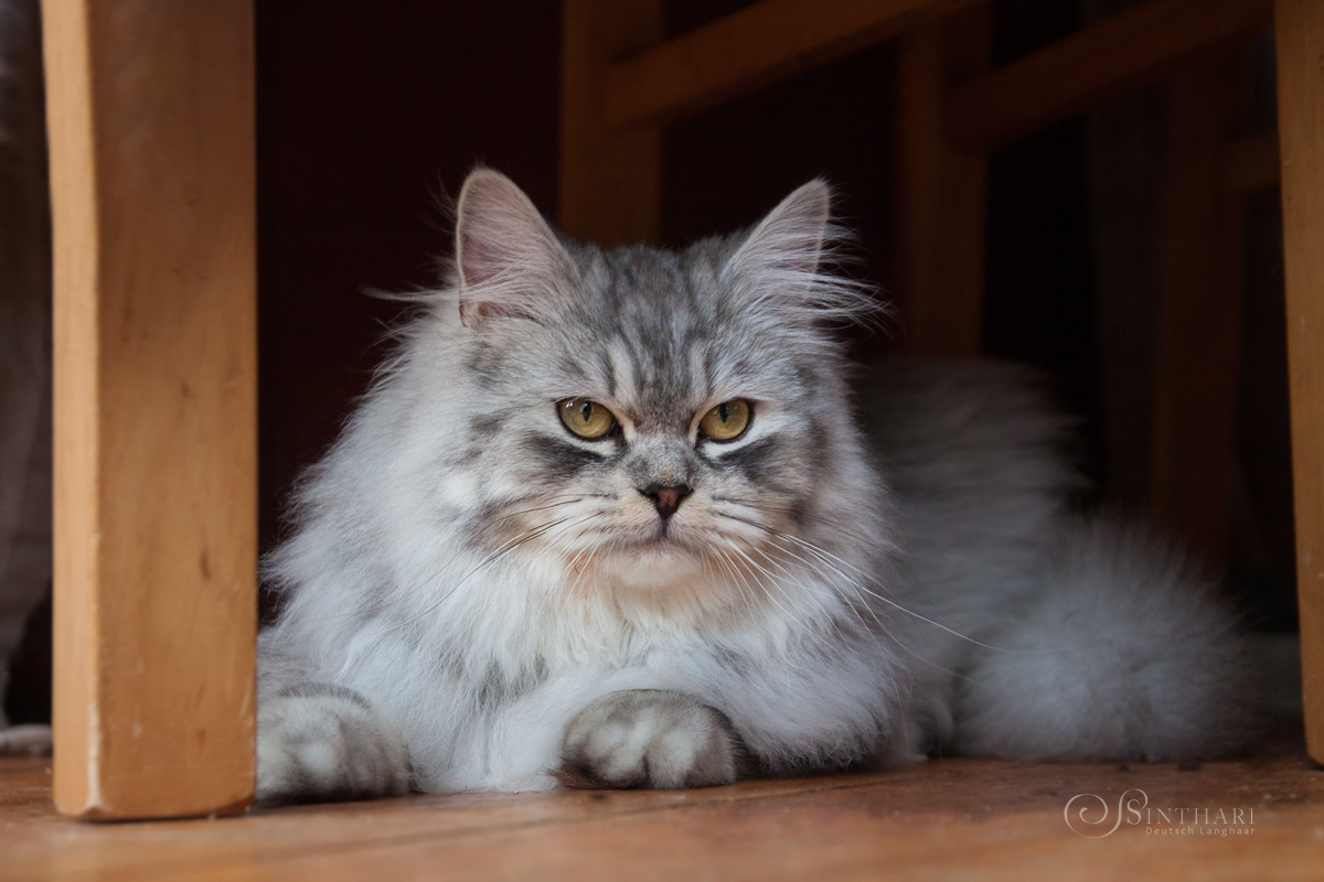 Deutsch Langhaarkater Legolas