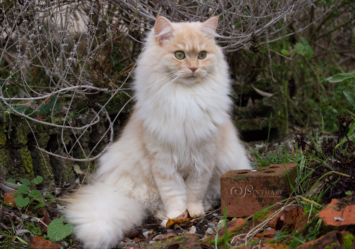 Deutsch Langhaarkatze Neera