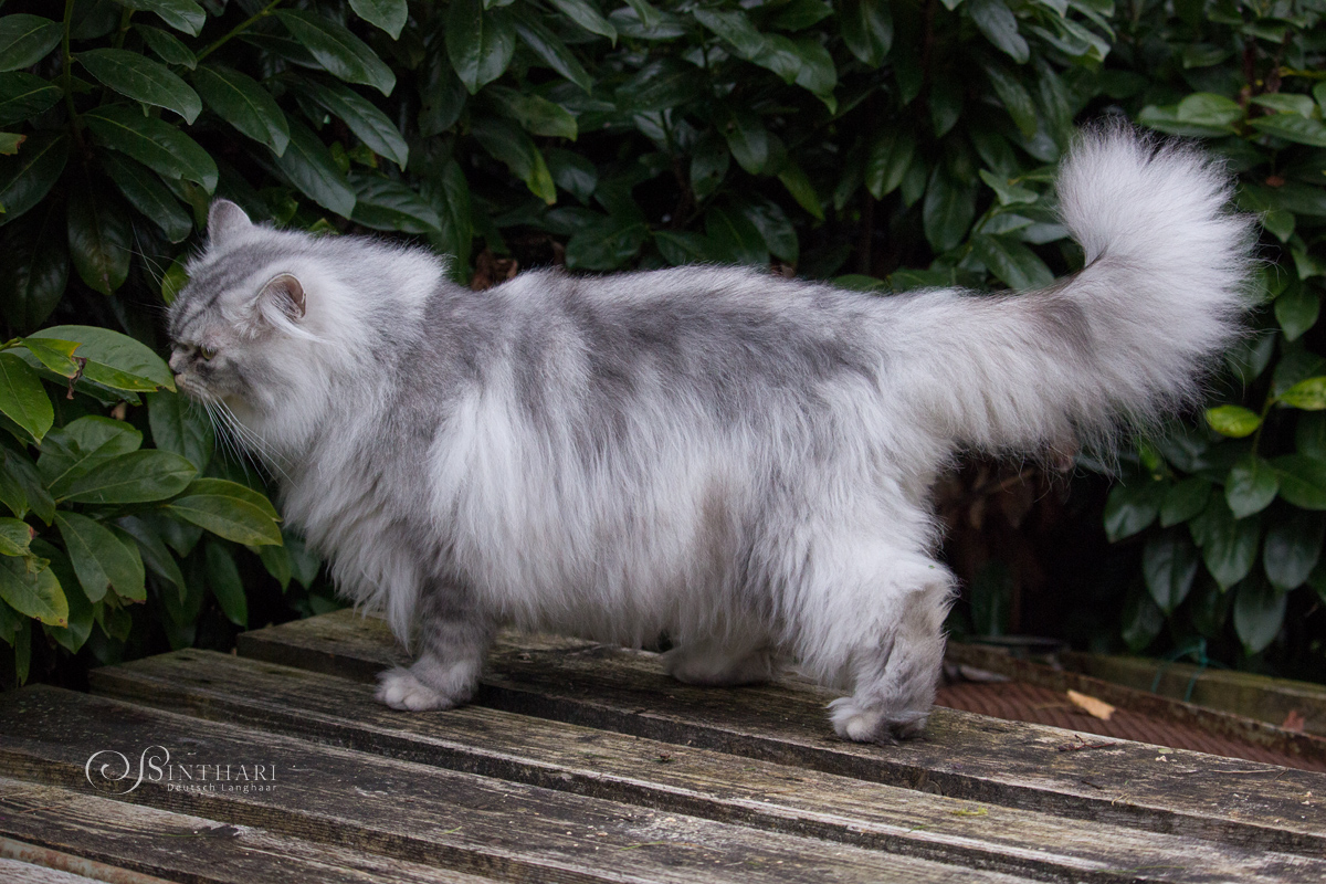 Yoshimi von Sinthari