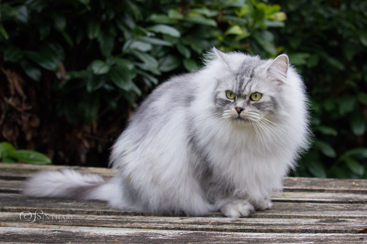 Yoshimi von Sinthari