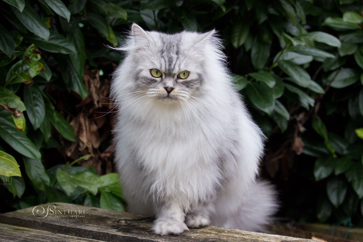 Yoshimi von Sinthari