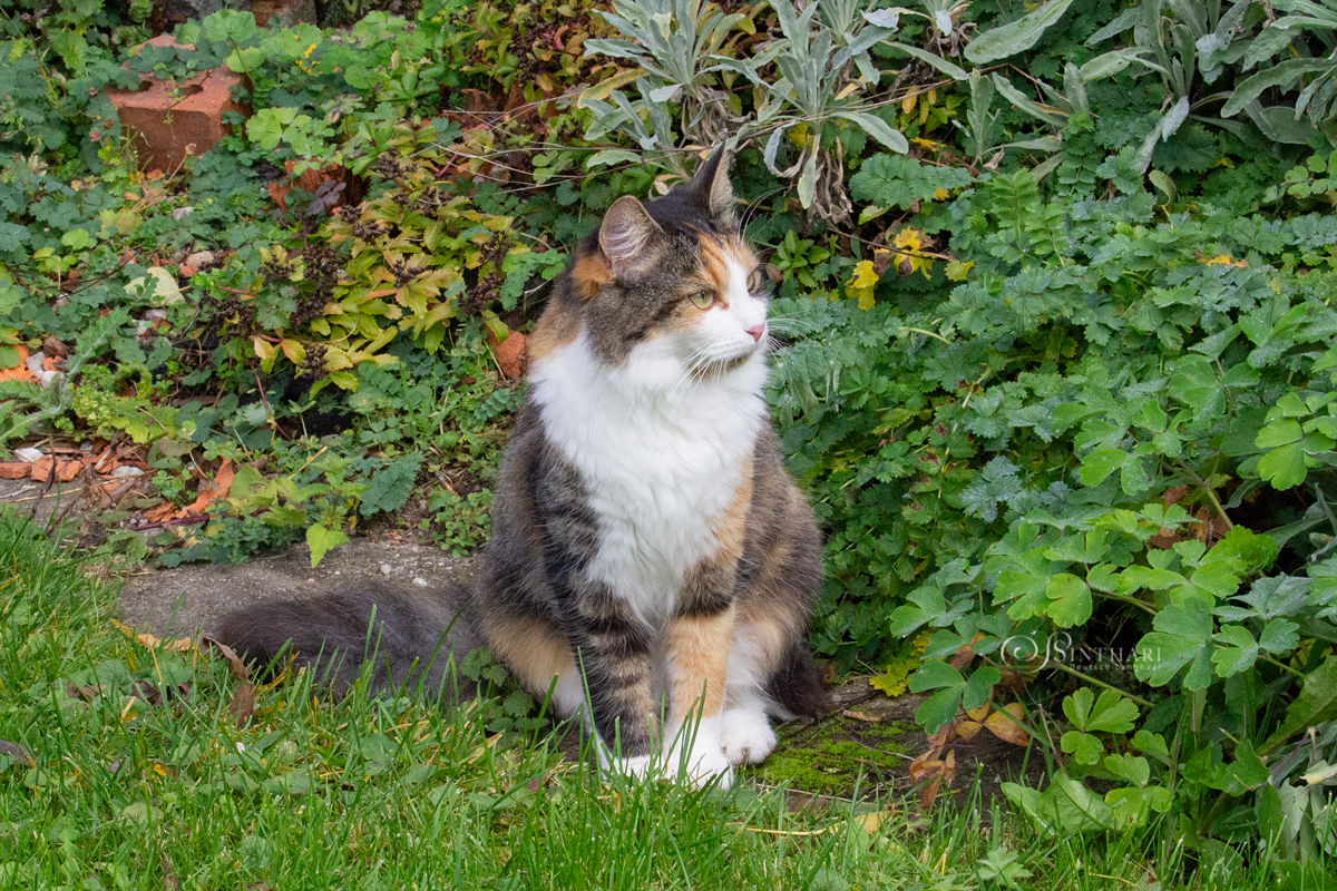 Langhaarkatze Bella