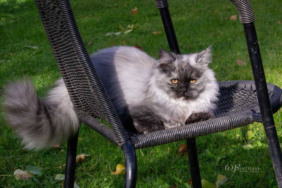 Deutsch Langhaarkatze Leona