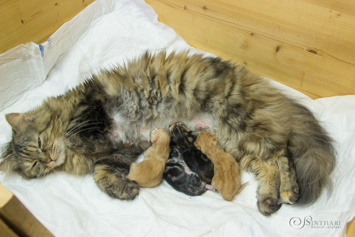 Unser F(inal Fantasy)-Wurf