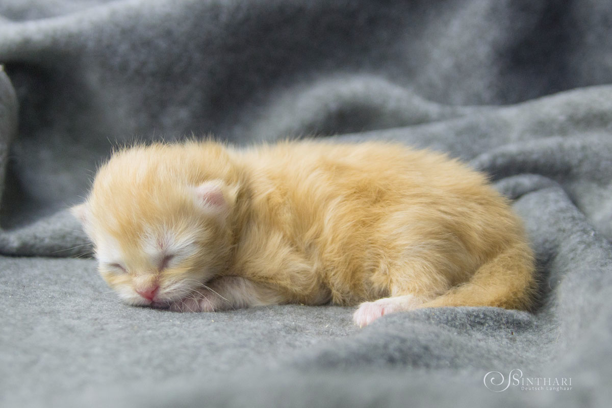 Deutsch Langhaarkätzchen Yueh