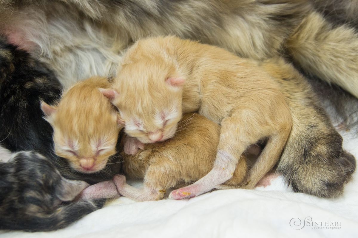Deutsch Langhaar-Kitten