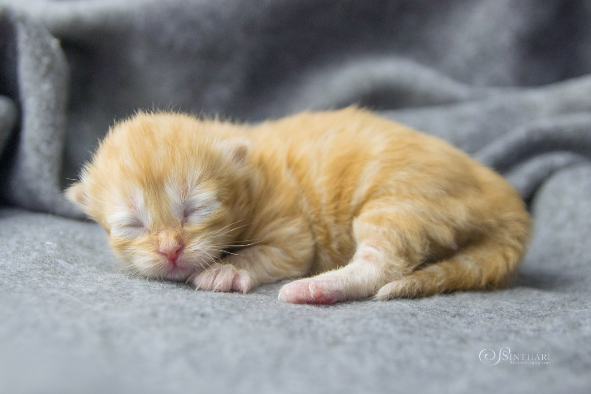 Deutsch Langhaarkätzchen Yueh
