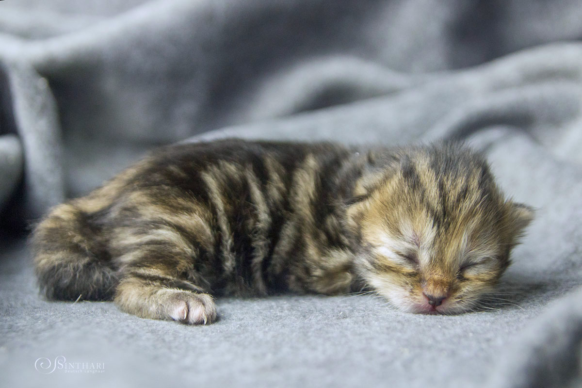 Deutsch Langhaarkätzchen Linaly