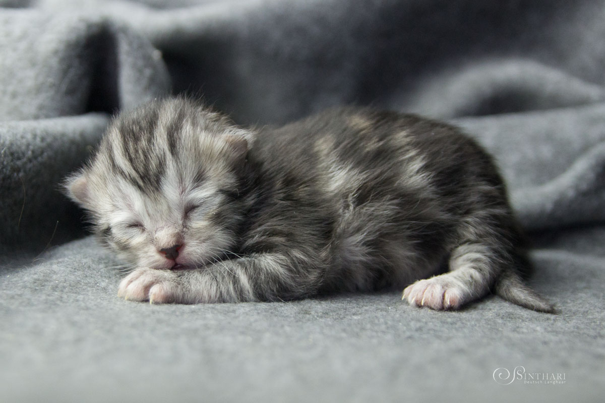 Deutsch Langhaarkätzchen Regis