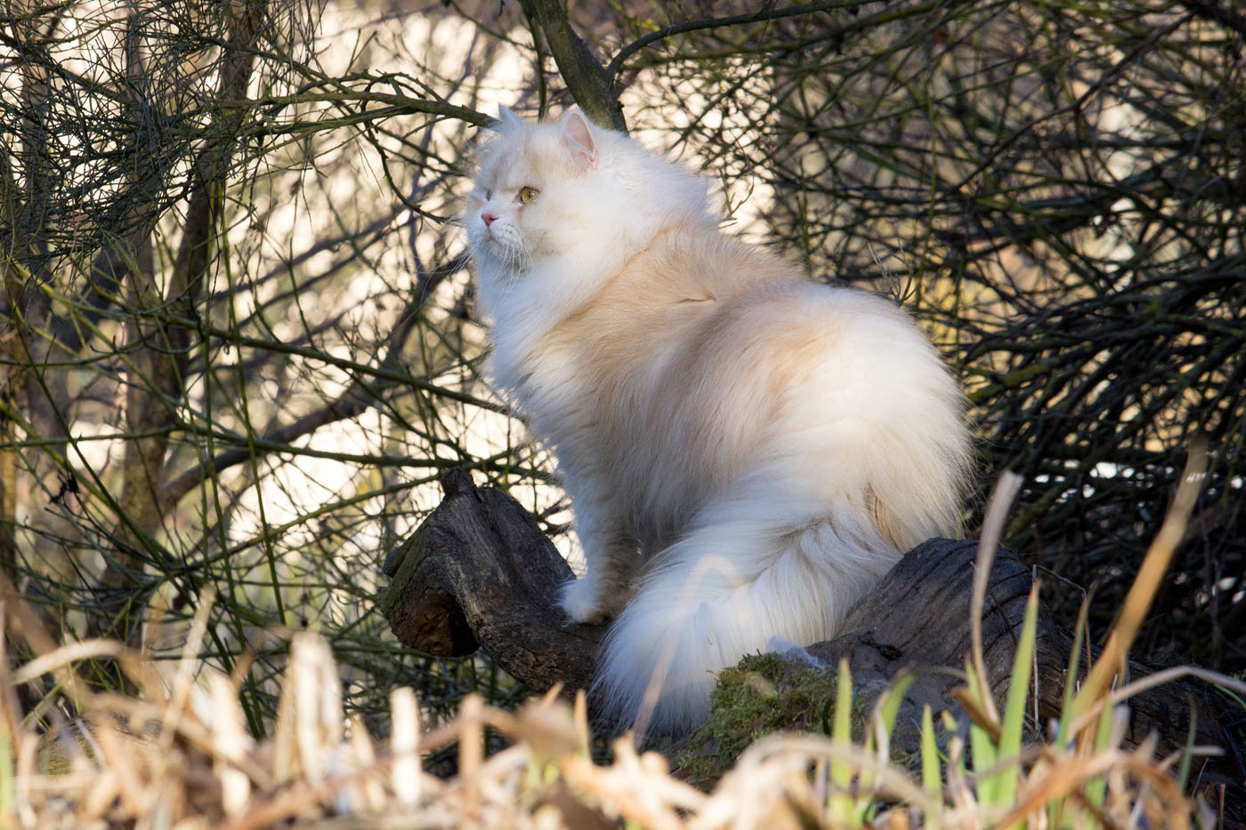Deutsch Langhaar-Kater