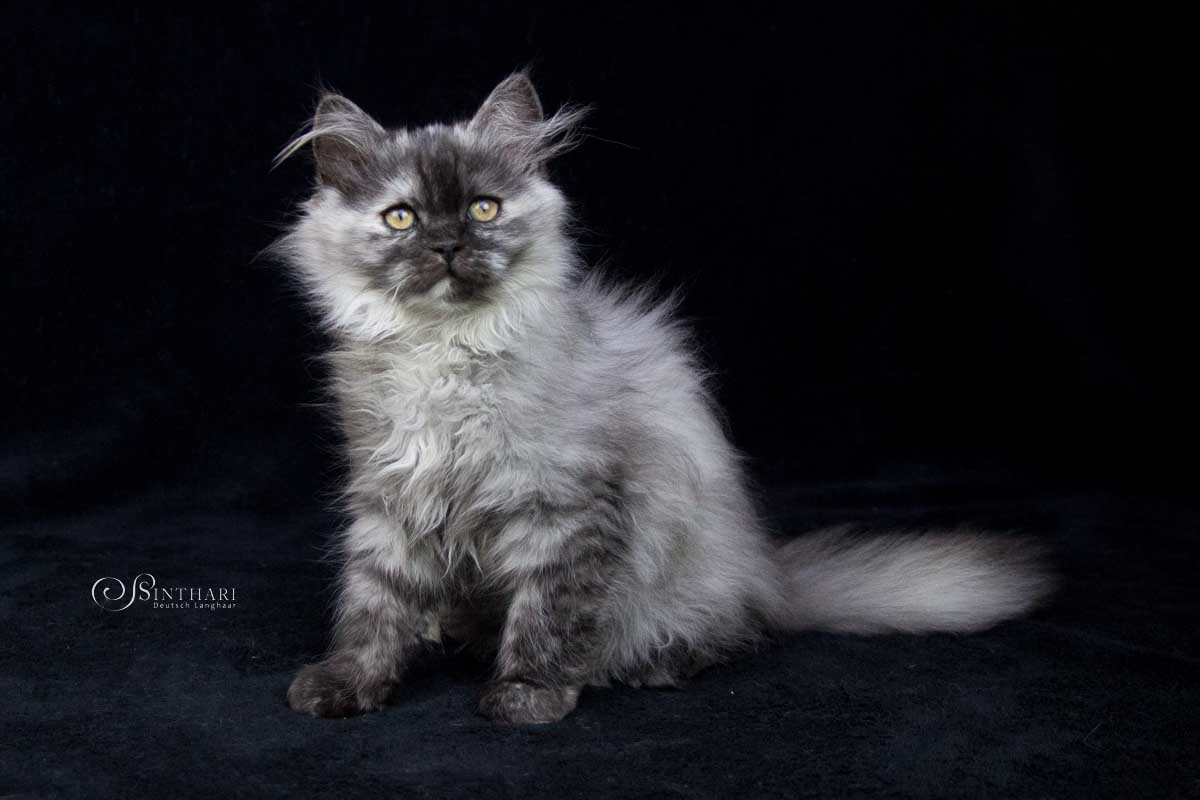 Deutsch Langhaarkatze Leona