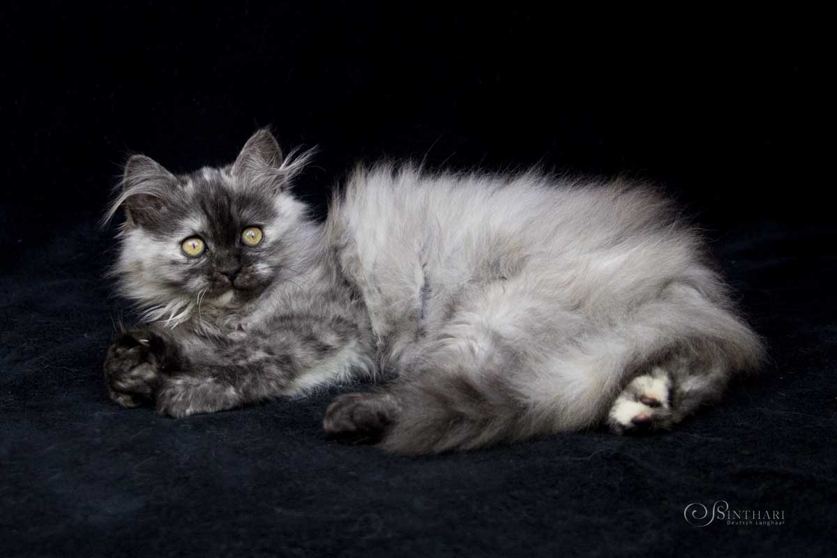 Deutsch Langhaarkatze Leona von Sinthari