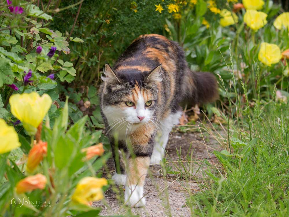 Langhaarkatze Bella
