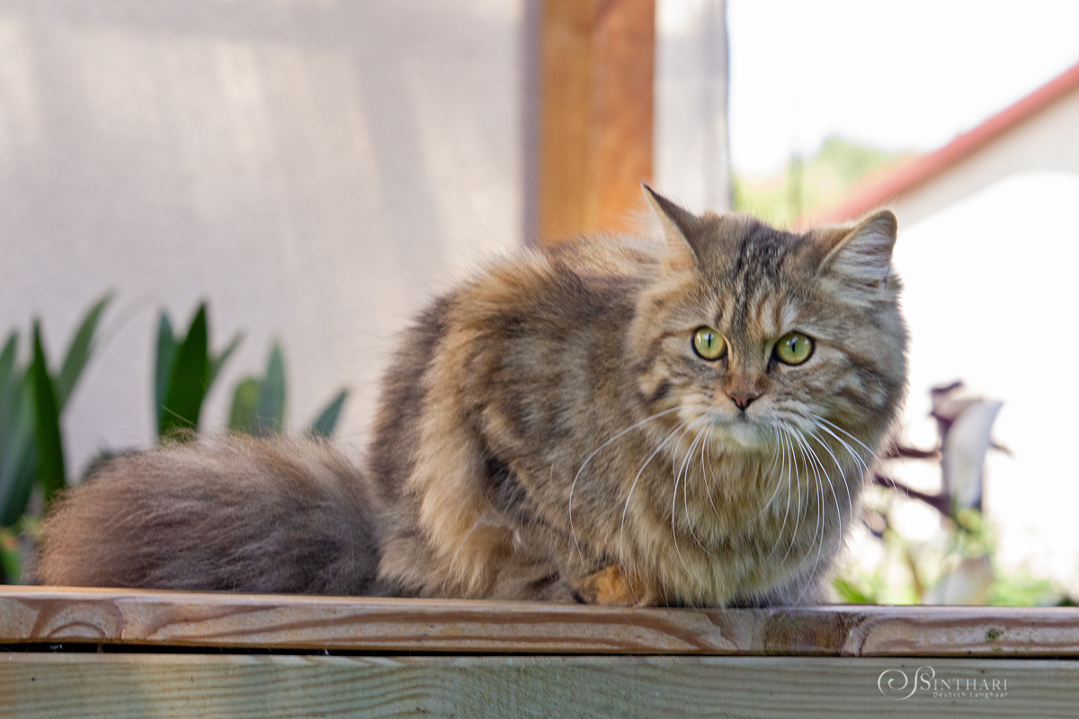 Deutsch Langhaarkatze Linaly von Sinthari