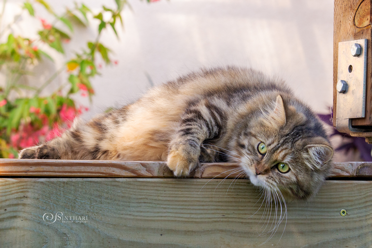 Deutsch Langhaarkatze Linaly von Sinthari