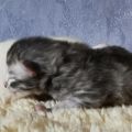 Kitten 4 (blue silver, weiblich), 4 Tage alt