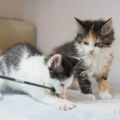 Nelly mit Bella, 12 Wochen alt (Dezember 2025)