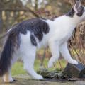 5,5 Monate alt (Februar 2026)