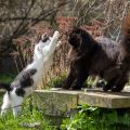 Nelli spielt gerne mit Ori (April 2026)