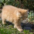 10 Wochen alt (April 2026)