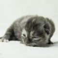 6 Tage alt