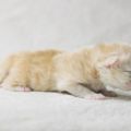 6 Tage alt