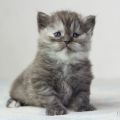 3 Wochen alt (Juni 2026)