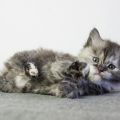 4 Wochen alt (Juli 2026)