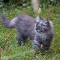 9 Wochen alt (August 2026)